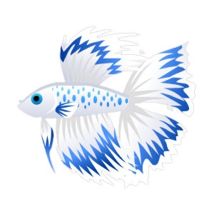 Azure Whitefin Betta